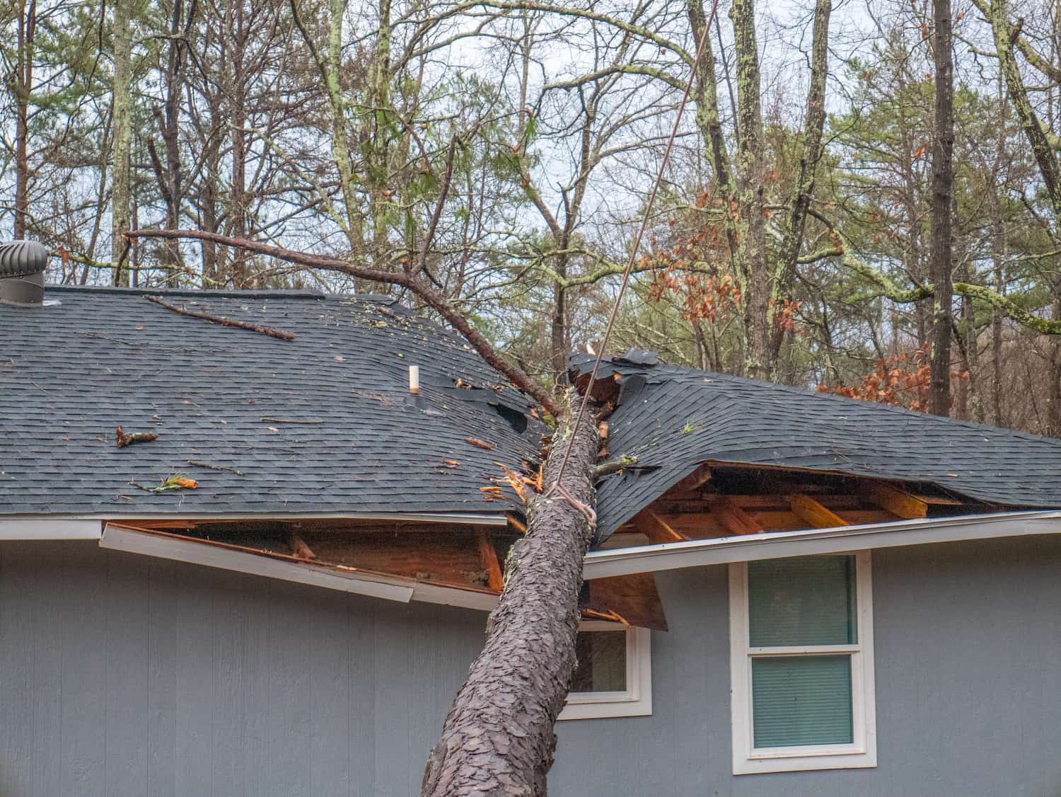 roof repair or replacement tree
