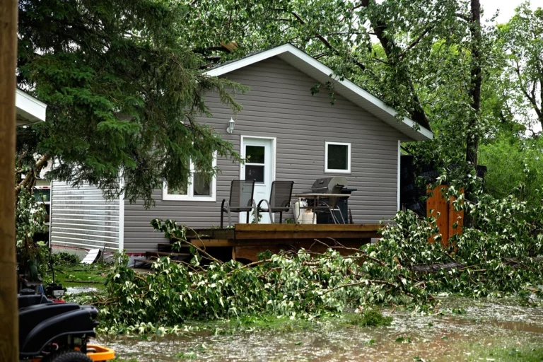 tree branches fallen on the house
